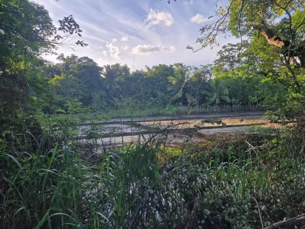 Sigiriya Cottage Dış mekan fotoğraf