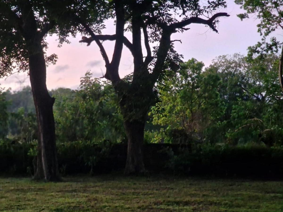 Sigiriya Cottage Dış mekan fotoğraf